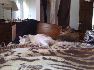 Um, please ignore the ugly bedspread. It came with the apartment and it's purely there for kitsch factor. I swear. Really. I do. 