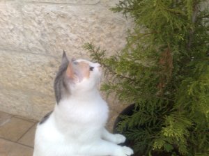 evergreen-mingo the time for tasting tasty evergreens