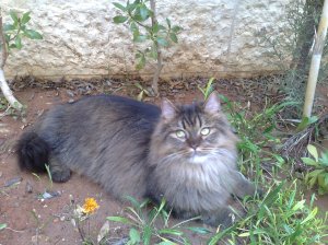 flowerbed-fanty the time for lounging regally in what remains of the flowerbeds